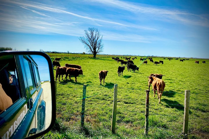 4x4 Camargue Safari 4h - Avgång från Arles