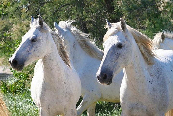 4x4 Camargue Safari 4h - Avgång från Arles