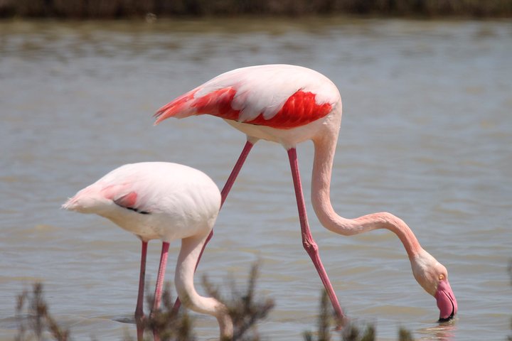 4x4 Camargue Safari 4h - Avgång från Arles