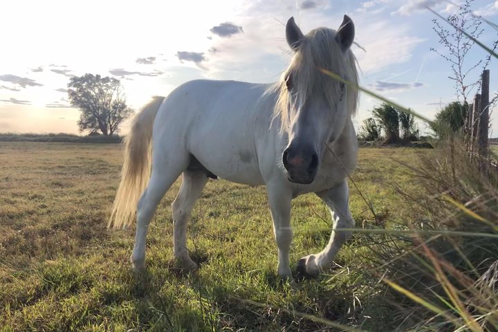4x4 Camargue Safari 4h - Avgång från Arles