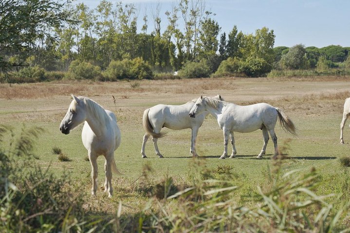 Safari 4x4 Camargue 4t - Privat tur - Avgang fra Arles