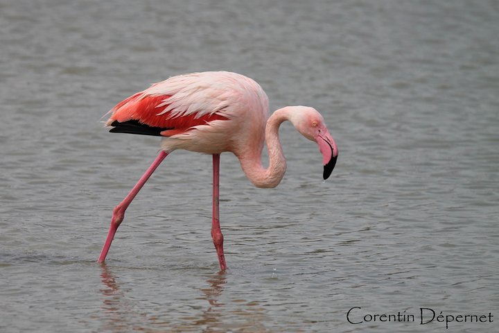 Safari 4x4 Camargue 4t - Privat tur - Avgang fra Arles