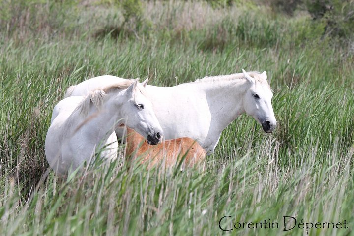 Safari 4x4 Camargue 4t - Privat tur - Avgang fra Arles