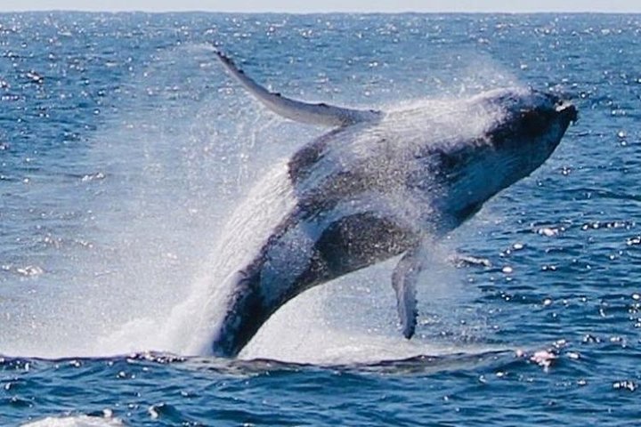 Crucero de observación de ballenas desde Redcliffe o Brisbane City