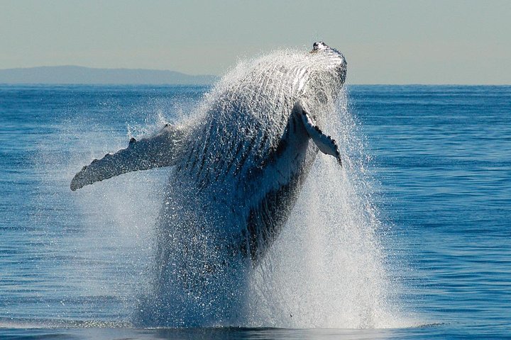 Crucero de observación de ballenas desde Redcliffe o Brisbane City