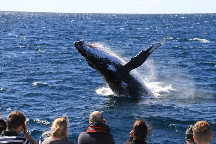 Crucero de observación de ballenas desde Redcliffe o Brisbane City