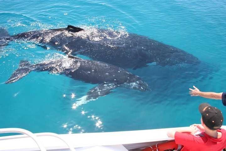 Crucero de observación de ballenas desde Redcliffe o Brisbane City