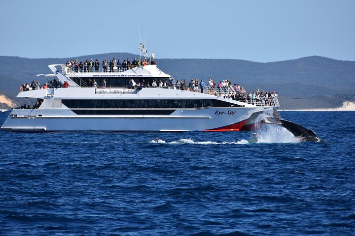 Crucero de observación de ballenas desde Redcliffe o Brisbane City