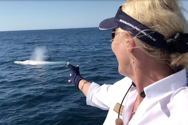 Crucero de observación de ballenas desde Redcliffe o Brisbane City