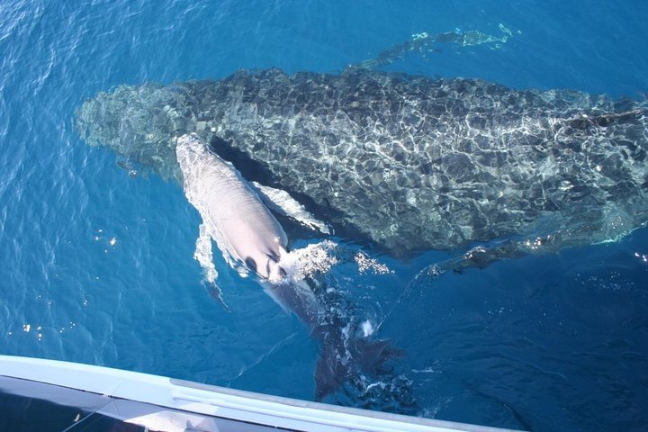 Crucero de observación de ballenas desde Redcliffe o Brisbane City