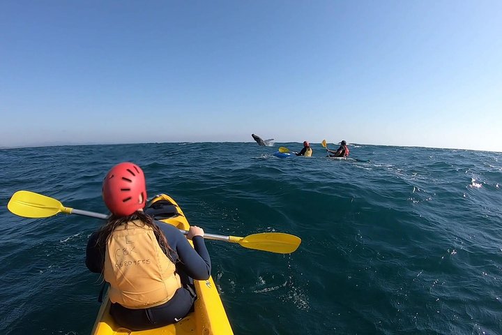 Kayak avec dauphins à Byron Bay Visite guidée
