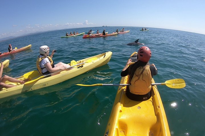 Kayak avec dauphins à Byron Bay Visite guidée