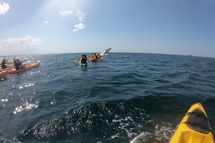 Kayak avec dauphins à Byron Bay Visite guidée
