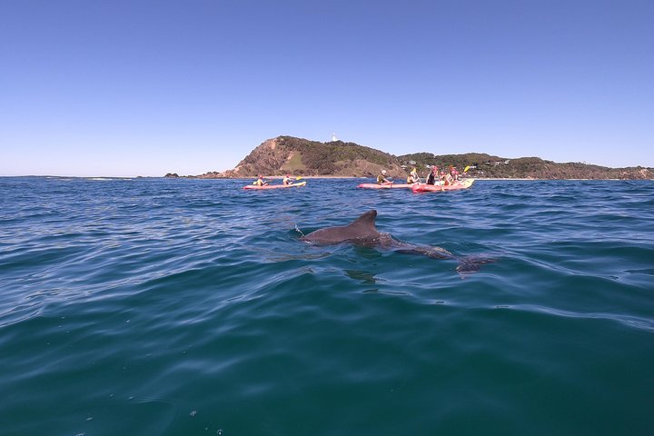Kayak avec dauphins à Byron Bay Visite guidée