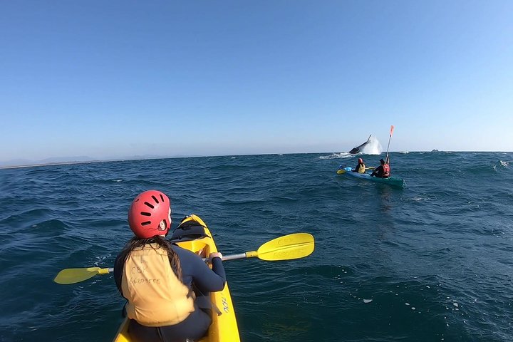 Kayak avec dauphins à Byron Bay Visite guidée