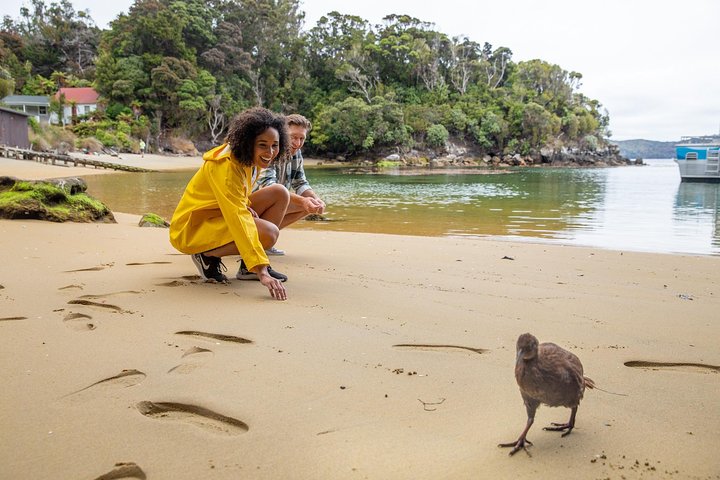 Ulva Island Explorer från Stewart Island