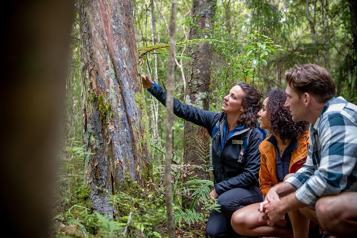 Ulva Island Explorer från Stewart Island