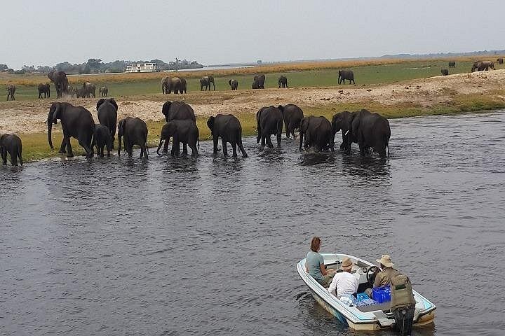 Chobe River Game Cruise – Wildlife & Birdwatching Experience