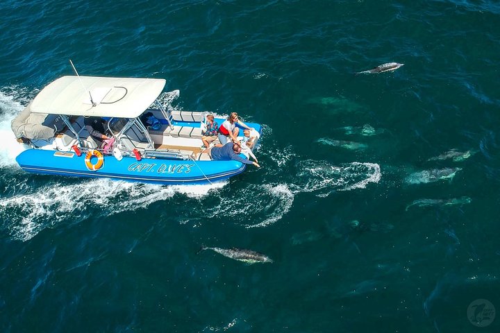 Aventura en el zodiaco de observación de delfines y ballenas en Dana Point