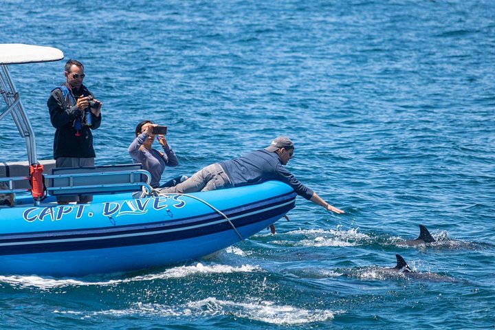 Aventura en el zodiaco de observación de delfines y ballenas en Dana Point