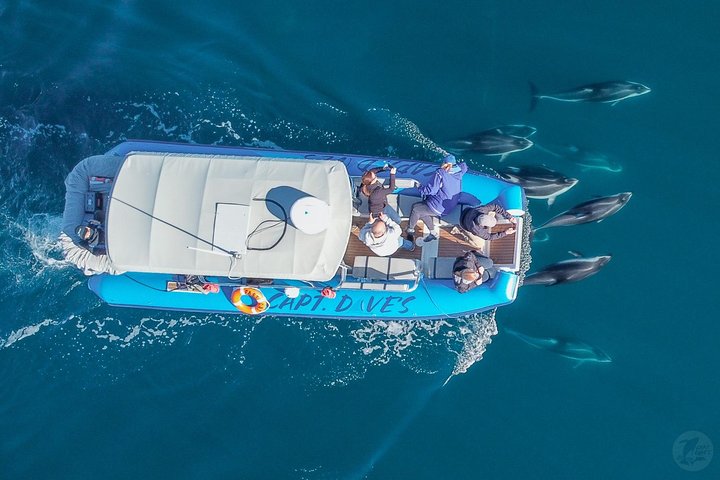 Aventura en el zodiaco de observación de delfines y ballenas en Dana Point