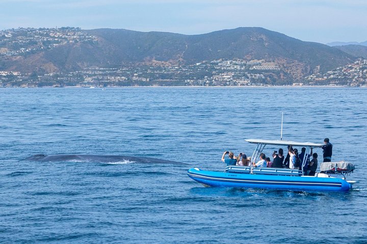 Aventura en el zodiaco de observación de delfines y ballenas en Dana Point