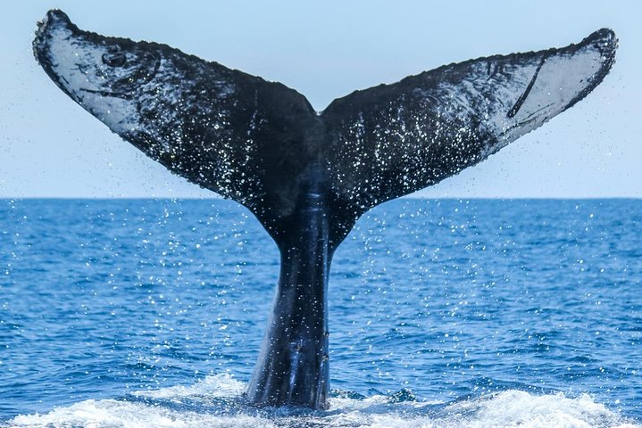 Aventura en el zodiaco de observación de delfines y ballenas en Dana Point