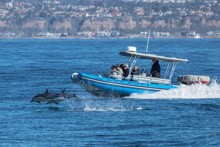 Aventura en el zodiaco de observación de delfines y ballenas en Dana Point