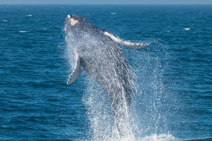 Aventura en el zodiaco de observación de delfines y ballenas en Dana Point