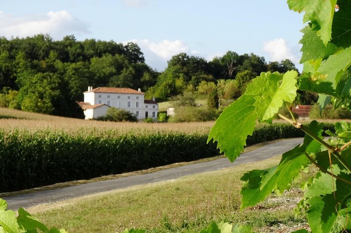 Excursion privée d'une journée au départ de Cognac : Distilleries de vignobles et d'artisanat avec dégustations