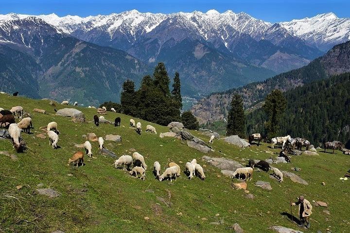 Randonnée privée d'une journée à Manali, sentier de montagne pittoresque à Manali
