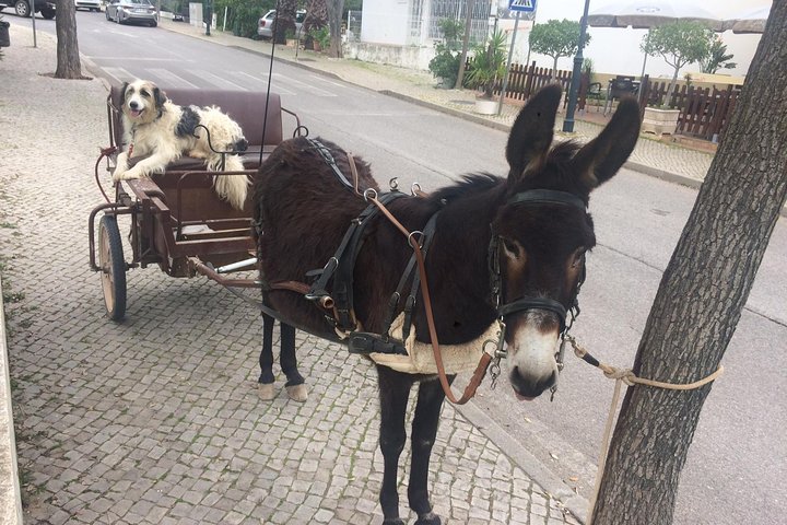 Erkunden Sie die Algarve auf dem Land - Halbtägige Jeep Safari