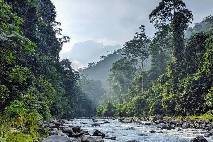 FORFAIT TOUR (trekking dans la jungle, taxi, chambre) 4 JOURS 3 NUITS à BUKIT LAWANG