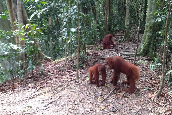 FORFAIT TOUR (trekking dans la jungle, taxi, chambre) 4 JOURS 3 NUITS à BUKIT LAWANG