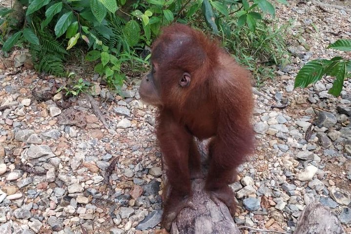 FORFAIT TOUR (trekking dans la jungle, taxi, chambre) 4 JOURS 3 NUITS à BUKIT LAWANG