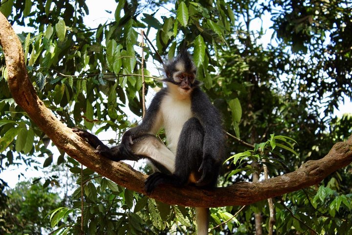 FORFAIT TOUR (trekking dans la jungle, taxi, chambre) 4 JOURS 3 NUITS à BUKIT LAWANG