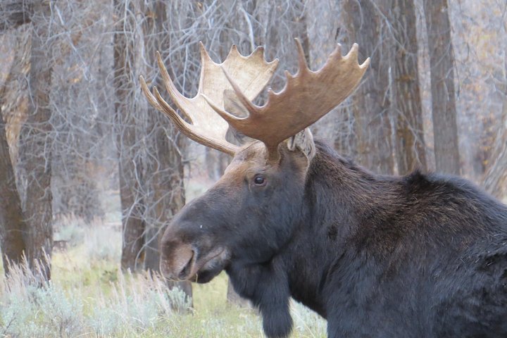 Grand Teton National Park - Sunset Guided Tour fra Jackson Hole