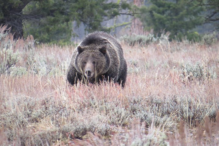 Grand Teton National Park - Sunset Guided Tour fra Jackson Hole