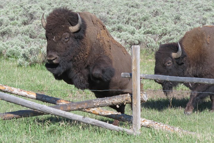 Grand Teton National Park - Sunset Guided Tour fra Jackson Hole