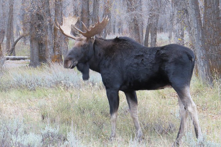 Grand Teton National Park - Sunset Guided Tour fra Jackson Hole