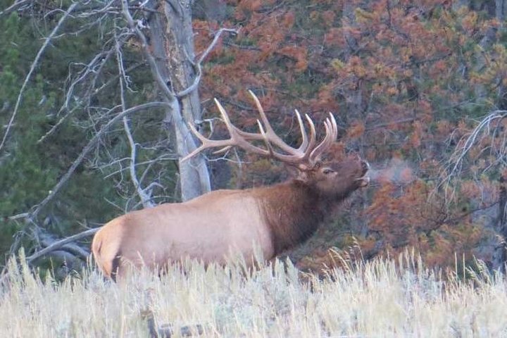 Grand Teton National Park - Sunset Guided Tour fra Jackson Hole