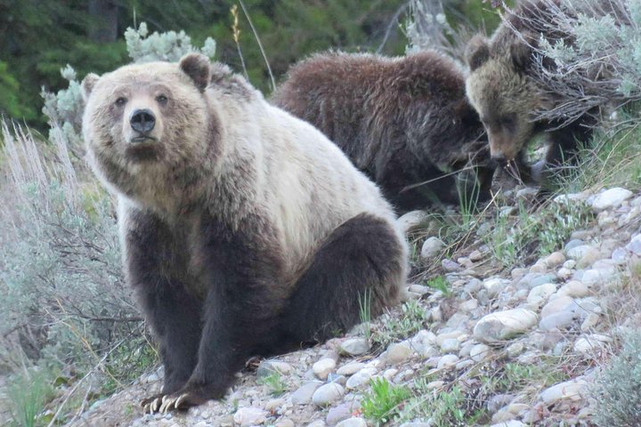 Grand Teton National Park - Sunset Guided Tour fra Jackson Hole