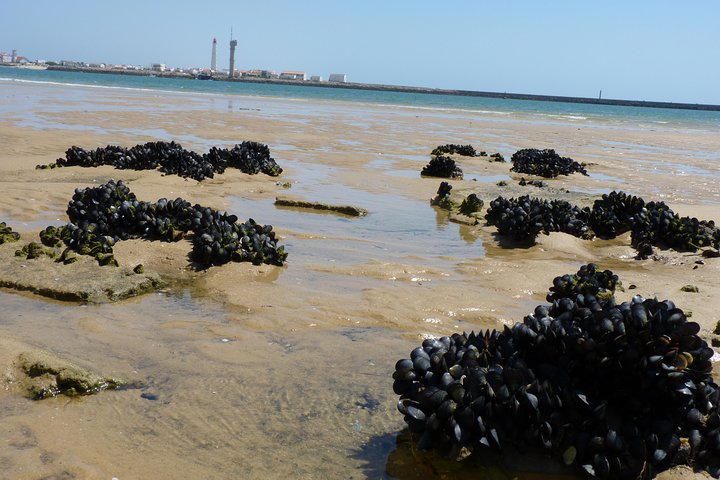 4 Haltestellen | 3 Inseln & Naturpark Ria Formosa – ab Faro