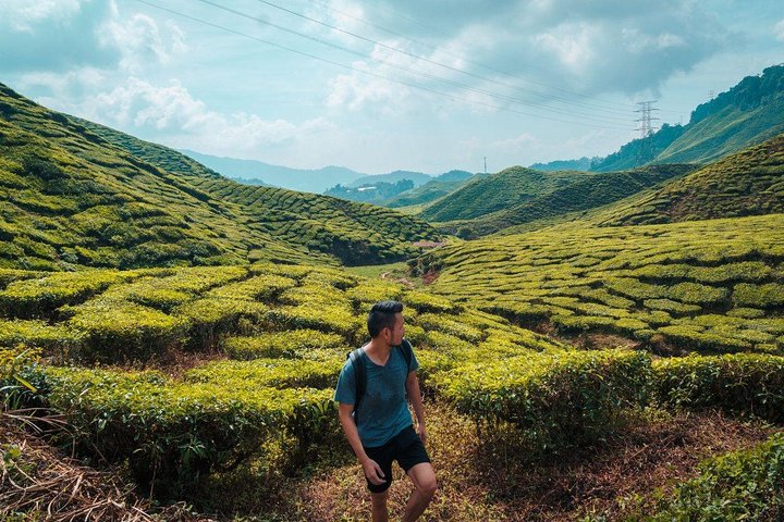 Privater Transfer: Taman Negara Kuala Tahan nach Cameron Highlands