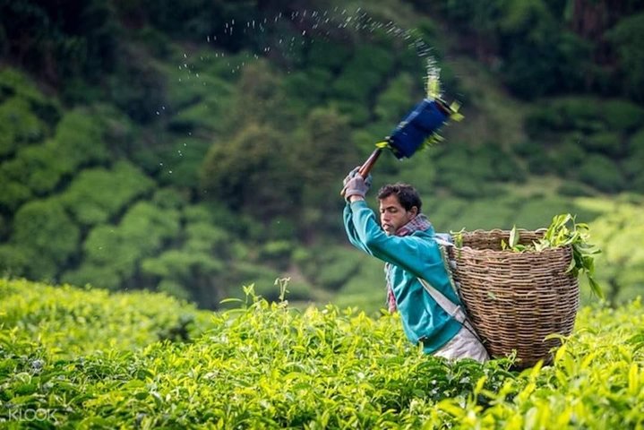 Privater Transfer: Taman Negara Kuala Tahan nach Cameron Highlands