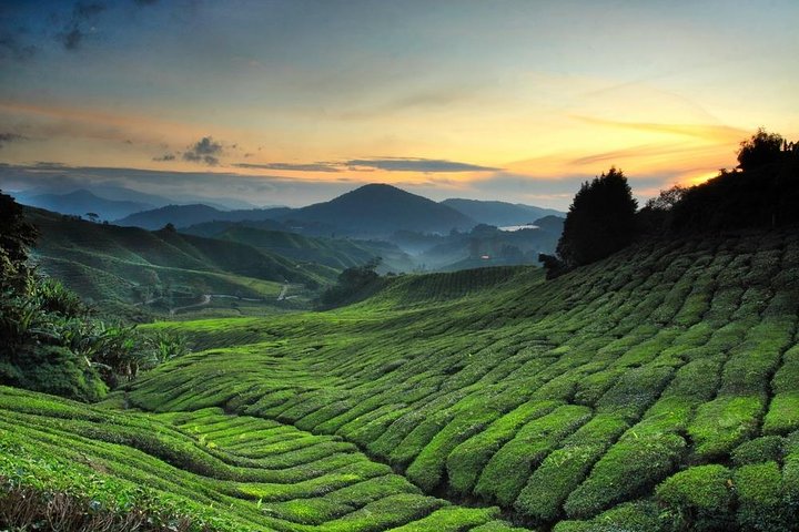 Privater Transfer: Taman Negara Kuala Tahan nach Cameron Highlands
