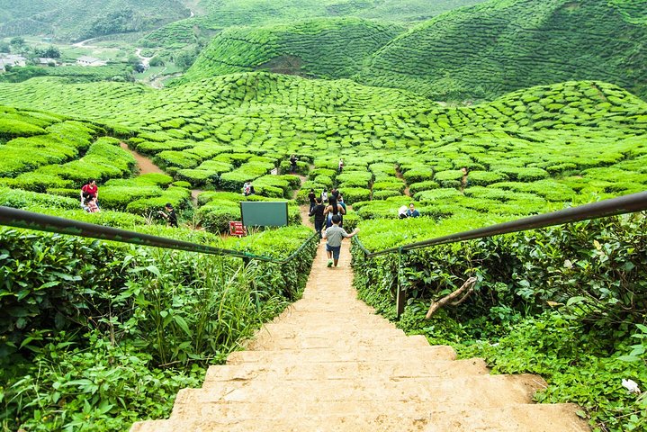 Privater Transfer: Taman Negara Kuala Tahan nach Cameron Highlands