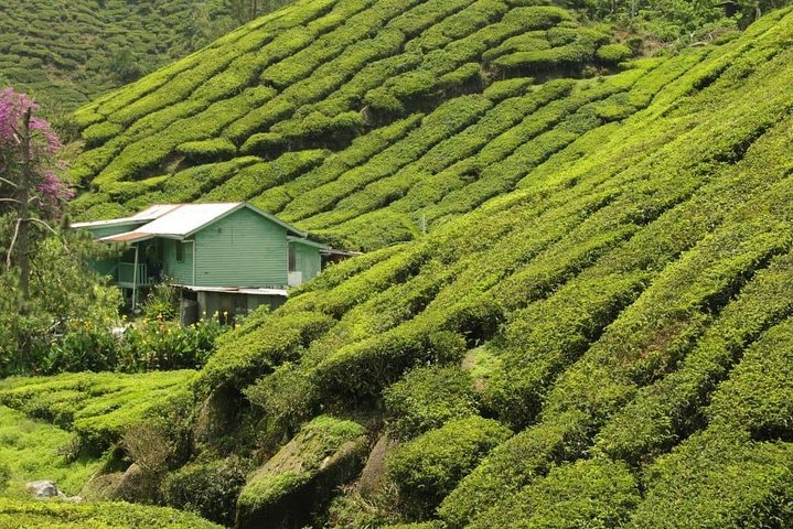 Privater Transfer: Taman Negara Kuala Tahan nach Cameron Highlands
