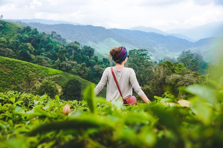 Privater Transfer: Taman Negara Kuala Tahan nach Cameron Highlands