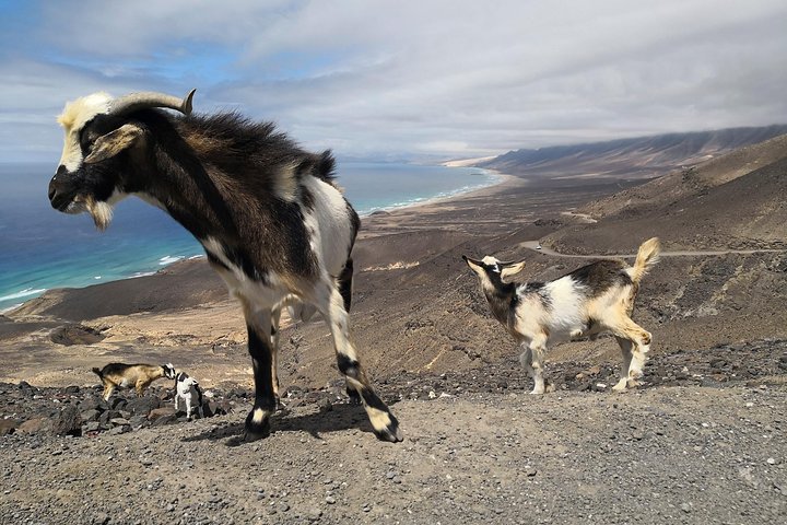 Fuerteventura: tour VIP por la playa de Cofete y "Villa Winter"